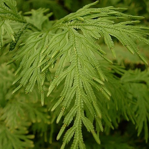 Selaginella neocaledonica unspecified picture