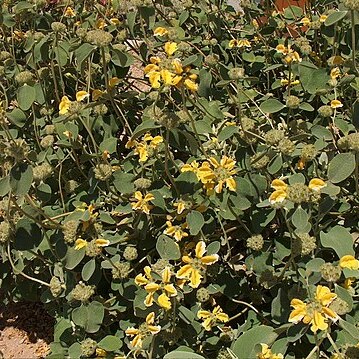 Phlomis chrysophylla unspecified picture