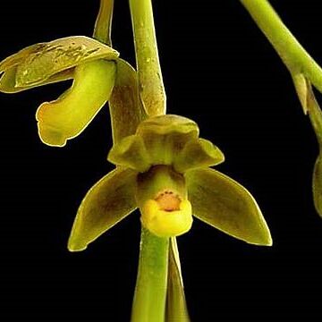 Prosthechea glauca unspecified picture