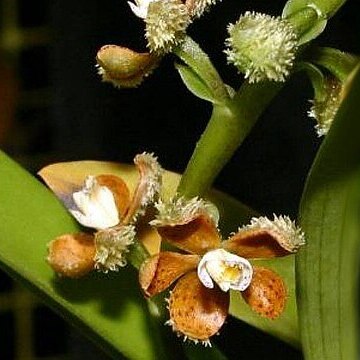 Prosthechea guttata unspecified picture