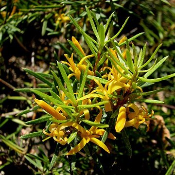 Persoonia chamaepeuce unspecified picture