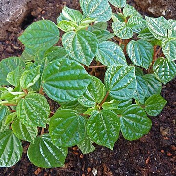 Peperomia meridana unspecified picture