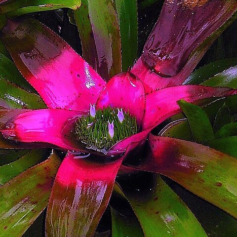 Neoregelia coriacea unspecified picture