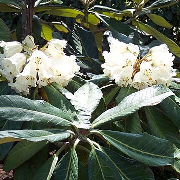 Rhododendron sinogrande unspecified picture