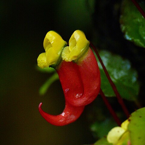 Impatiens jerdoniae unspecified picture