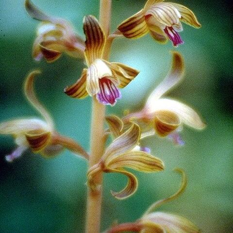 Hexalectris spicata unspecified picture