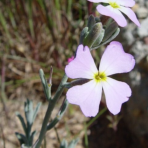 Malcolmia unspecified picture