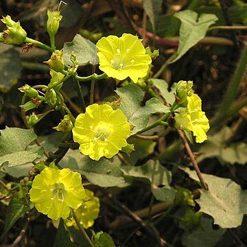 Merremia hederacea unspecified picture