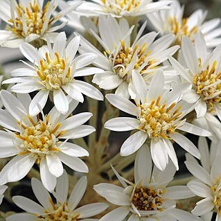 Olearia archeri unspecified picture