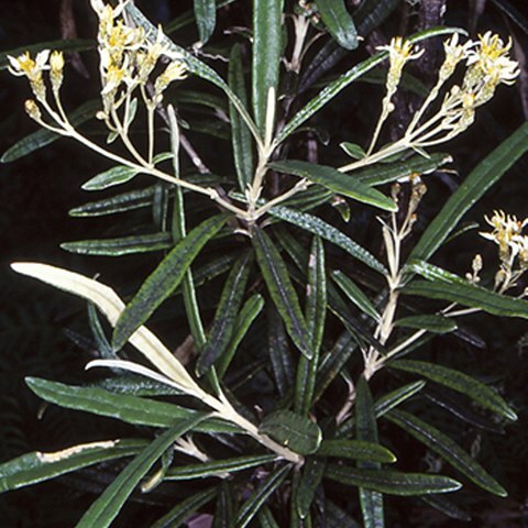 Olearia alpicola unspecified picture