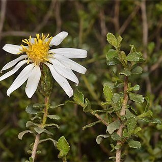 Olearia calcarea unspecified picture