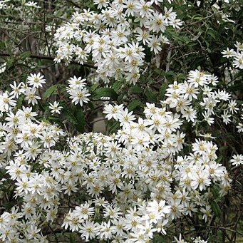 Olearia phlogopappa unspecified picture