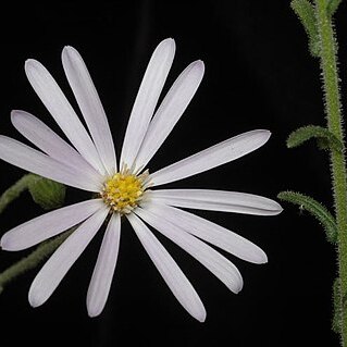 Olearia cordata unspecified picture