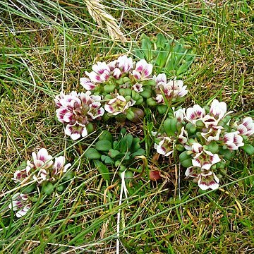 Gentianella concinna unspecified picture