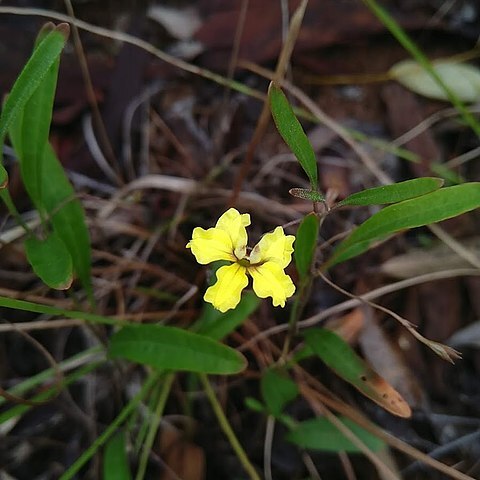 Goodenia delicata unspecified picture