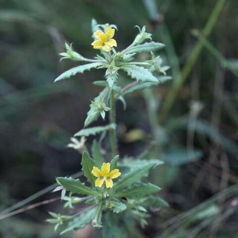 Goodenia neglecta unspecified picture