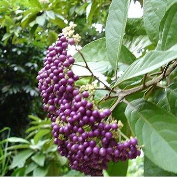 Callicarpa ampla unspecified picture