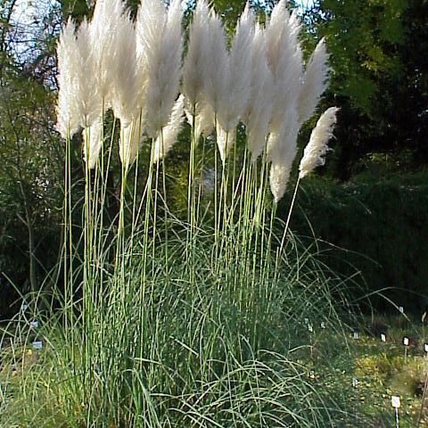 Cortaderia unspecified picture