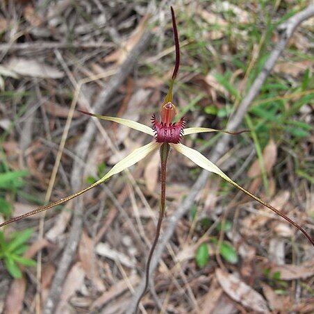 Caladenia oenochila unspecified picture