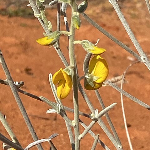 Crotalaria eremaea unspecified picture