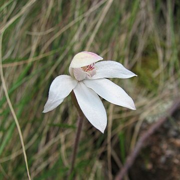 Caladenia lyallii unspecified picture