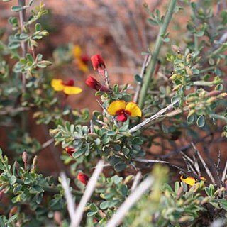 Bossiaea calcicola unspecified picture