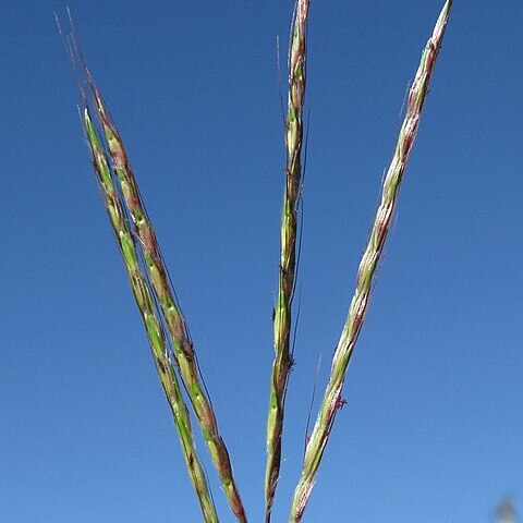 Bothriochloa macra unspecified picture