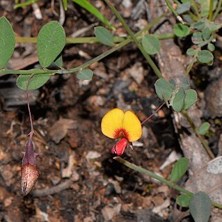 Bossiaea modesta unspecified picture