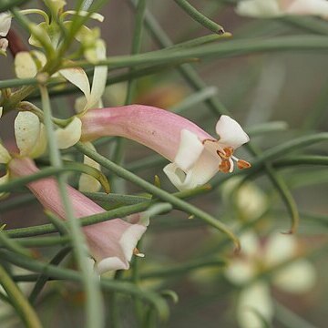 Eremophila caperata unspecified picture