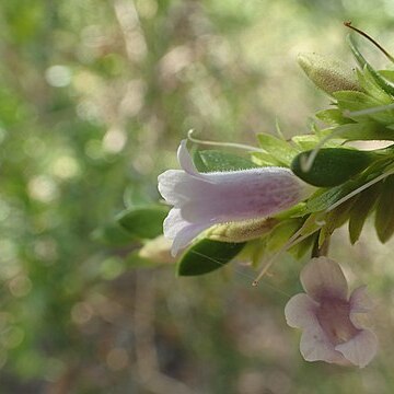 Eremophila lactea unspecified picture