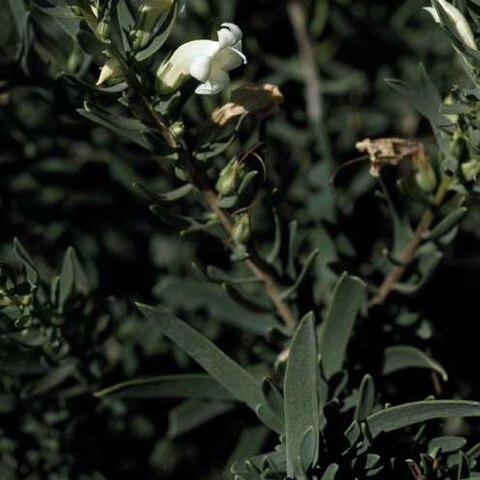 Eremophila tetraptera unspecified picture