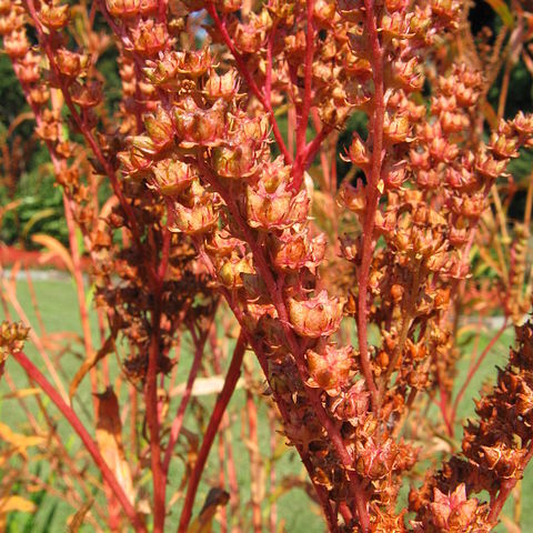 Penthorum chinense unspecified picture