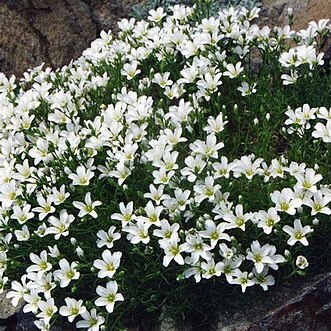 Arenaria tmolea unspecified picture