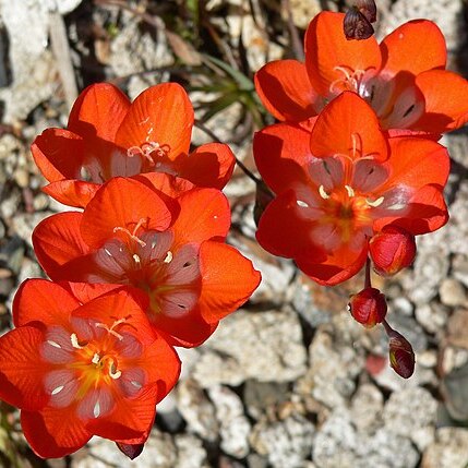 Tritonia crocata unspecified picture