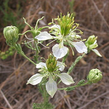 Nigella gallica unspecified picture