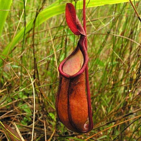 Nepenthes kampotiana unspecified picture