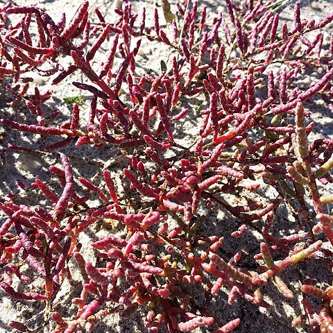 Salicornia perennans unspecified picture