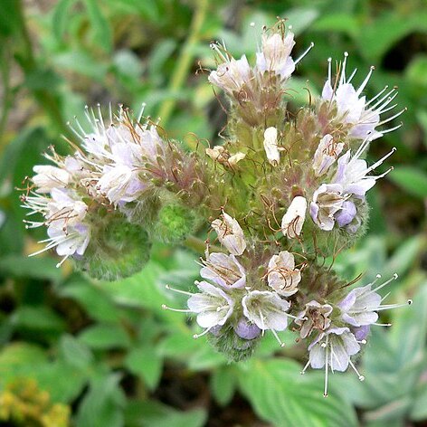 Phacelia argentea unspecified picture