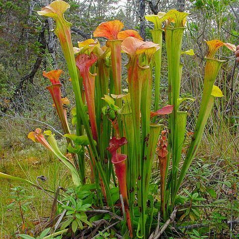 Sarracenia oreophila unspecified picture