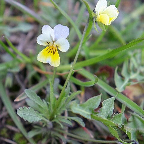 Viola contempta unspecified picture