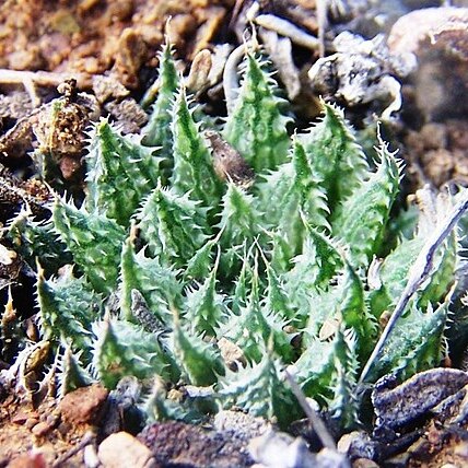 Haworthia marumiana var. archeri unspecified picture