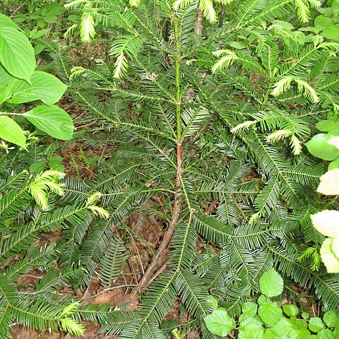 Cephalotaxus harringtonii var. nana unspecified picture