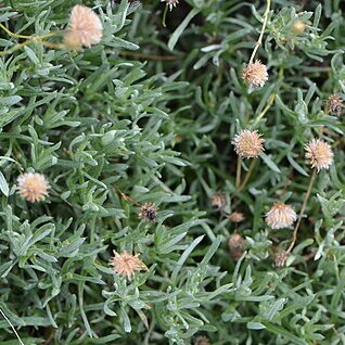 Leiocarpa panaetioides unspecified picture