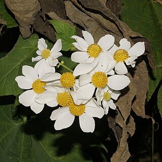 Montanoa bipinnatifida unspecified picture