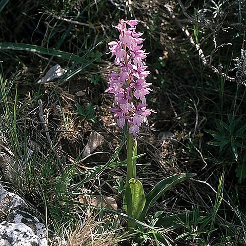 Orchis mascula subsp. ichnusae unspecified picture