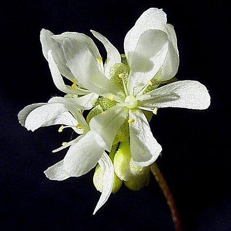 Drosera dichrosepala unspecified picture