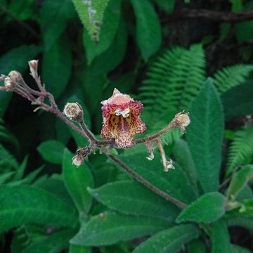 Rhytidophyllum auriculatum unspecified picture