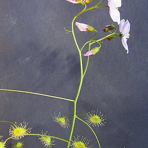 Drosera macrantha unspecified picture