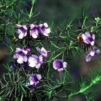 Prostanthera staurophylla unspecified picture