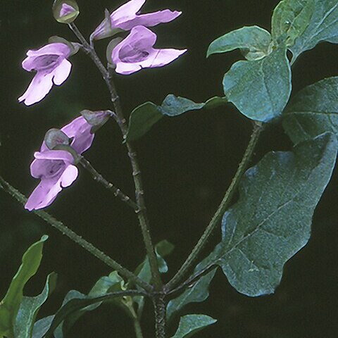 Prostanthera prunelloides unspecified picture